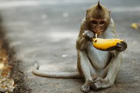Opice in banane